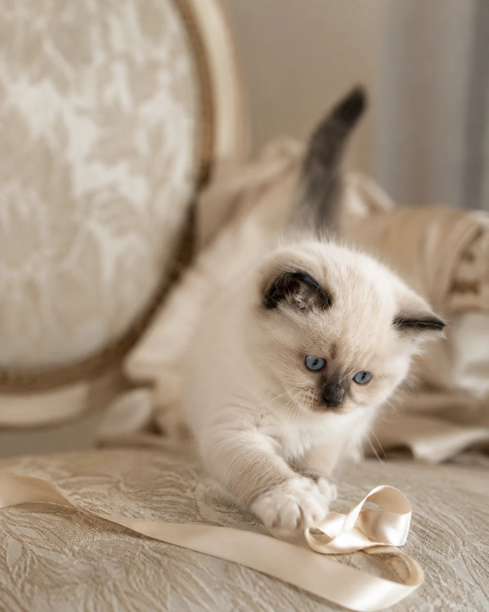 Kremowe kocię Ragdoll bawiące się jasną satynową wstążką na fotelu